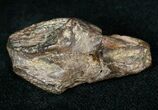 Very Large Triceratops Tooth Crown #12537-4